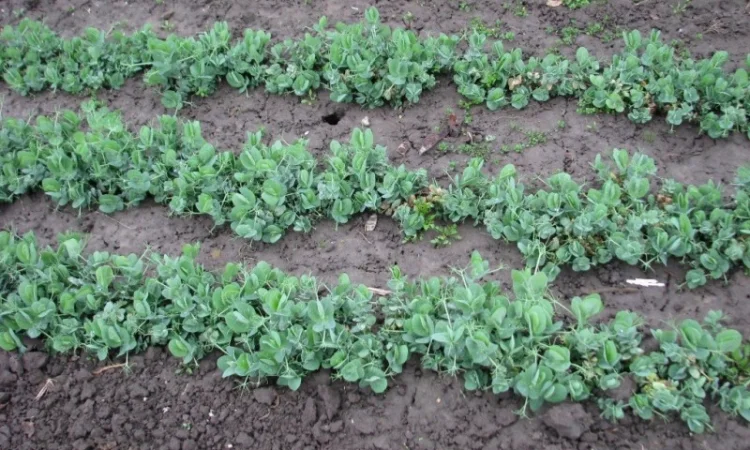 Озимый горох НС Мороз – репродукция - фото № 1