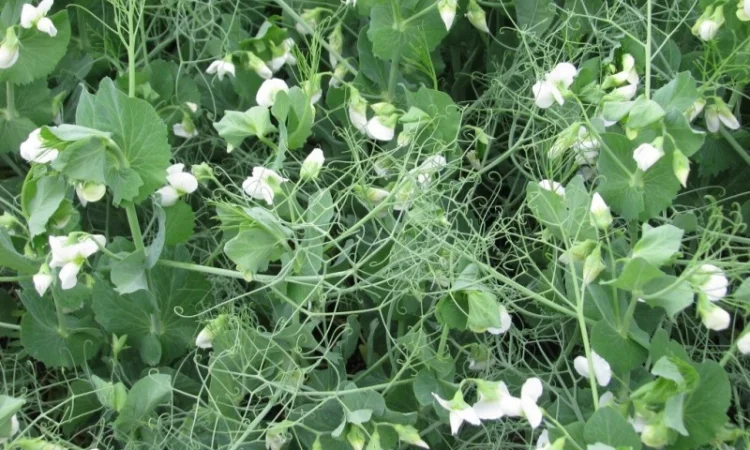 Горох озимый Мороз 2 репродукция в продаже - фото № 1