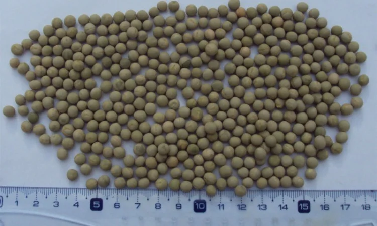 Зеленый горох и нут из Аргентины - фото № 1