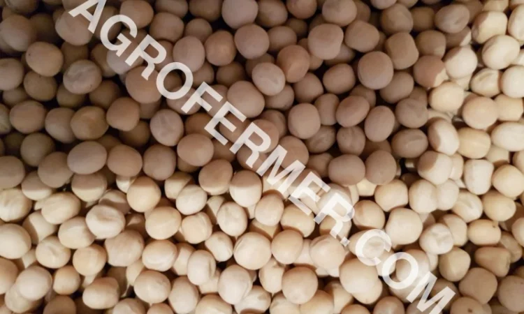 Семена канадского трансгенного гороха VERNON - фото № 1