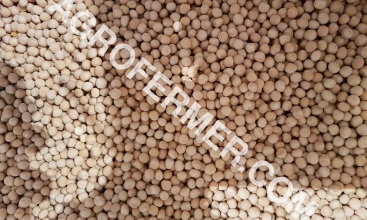 Семена канадского трансгенного гороха VERNON - фото № 2