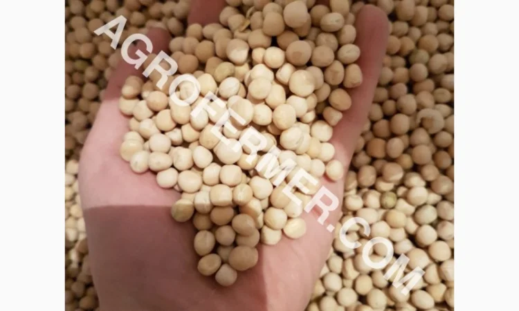 Семена канадского трансгенного гороха VERNON - фото № 3