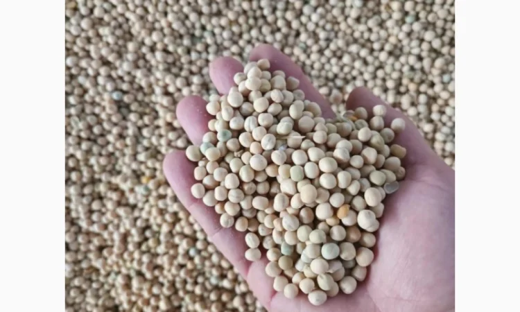 Куплю желтый горох оптом - фото № 1