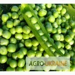 Горох сорта 'Оплот' элита для продажи - фото № 1