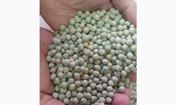 Продам горох зелений - фото № 1