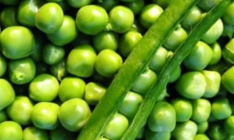 Насіння озимого гороху Selgen Балтрап - фото № 1