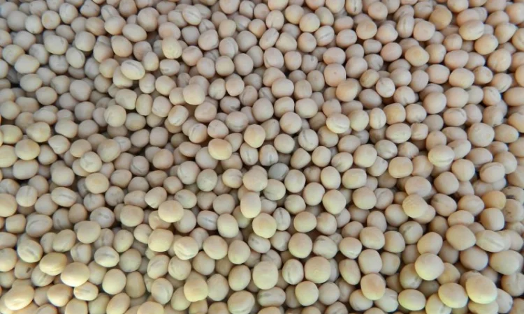 Покупаем желтый горох оптом - фото № 1