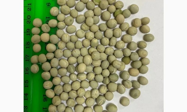 Купуємо Горох Зелений - фото № 1