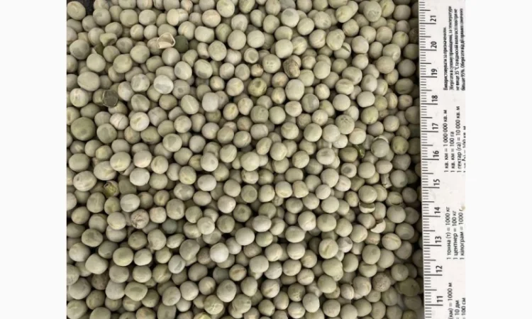 Горох зелений - фото № 1