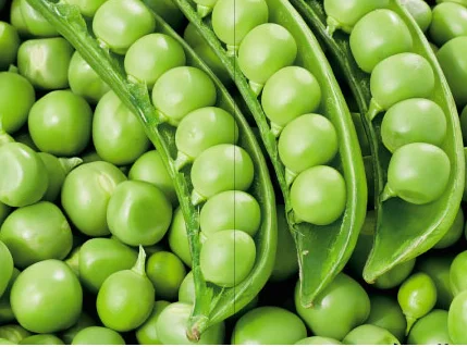 Продается семена сахарного гороха - фото № 2