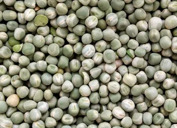 Куплю сухой целый зеленый и желтый горох - фото № 1
