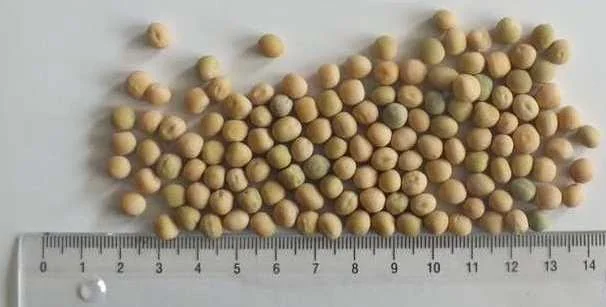 Насіння озимого гороха 'МОРОЗ-НС' - ранній сорт - фото № 1