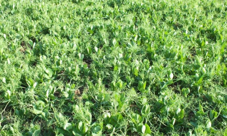 Насіння озимого гороха 'МОРОЗ-НС' - ранній сорт - фото № 3