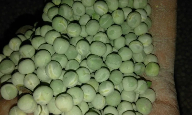 Терміново купуємо зелений та жовтий горох - фото № 1