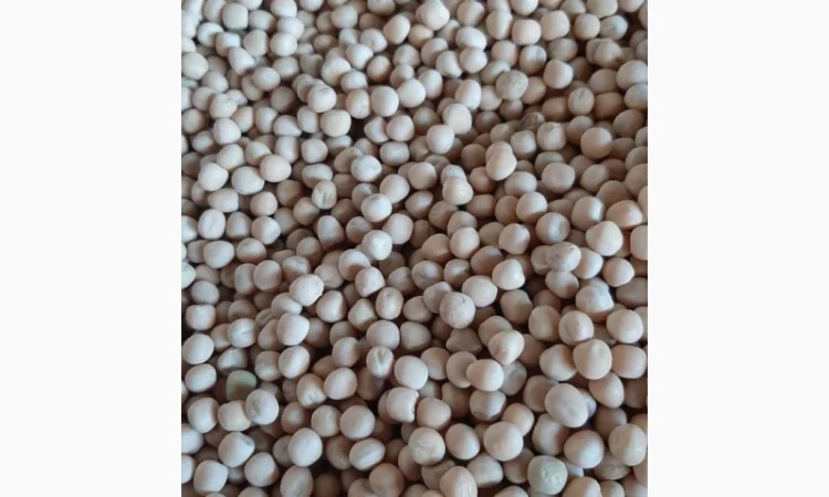 Горох озимий сорт "Баллтрап" СН1 - фото № 1