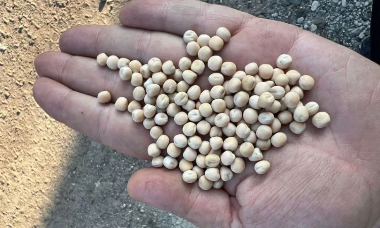 Горох озимий сорт "Баллтрап" СН1 - фото № 2