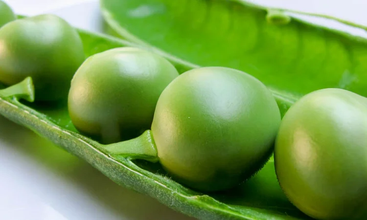 Семена гороха VERNON – канадский трансгенный сорт элита - фото № 1