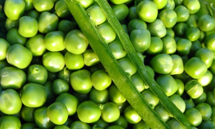 Семена гороха VERNON – канадский трансгенный сорт элита - фото № 2