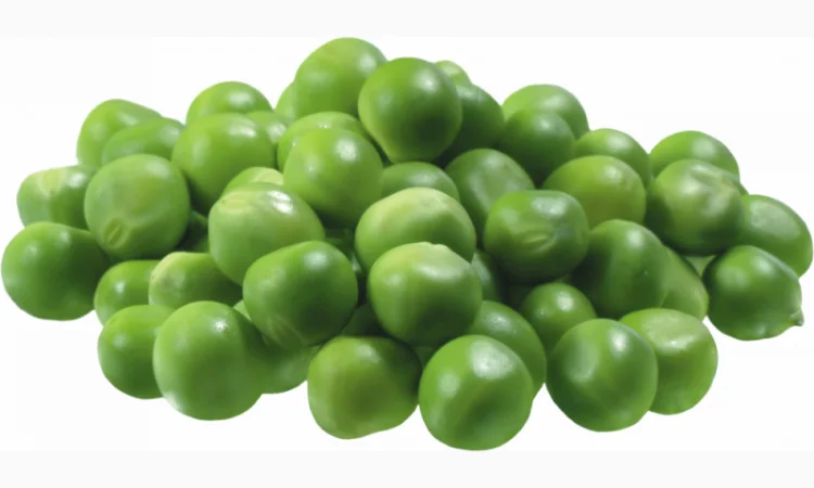 Семена гороха VERNON – канадский трансгенный сорт элита - фото № 3