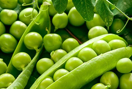 Семена гороха VERNON – канадский трансгенный сорт элита - фото № 4