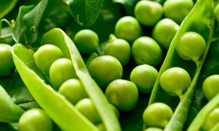 Семена гороха VERNON – канадский трансгенный сорт элита - фото № 6