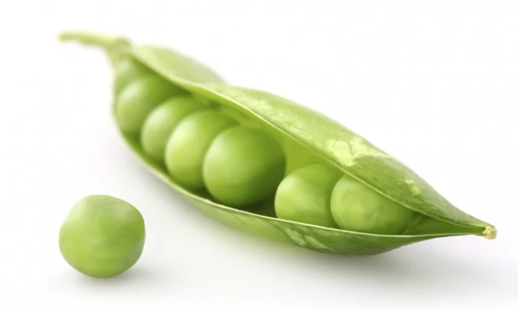 Семена гороха VERNON – канадский трансгенный сорт элита - фото № 7