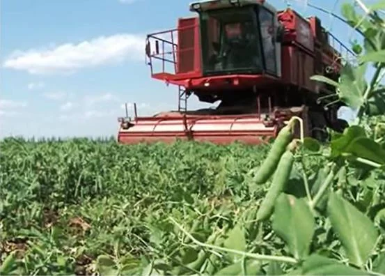 Семена гороха VERNON – канадский трансгенный сорт элита - фото № 8