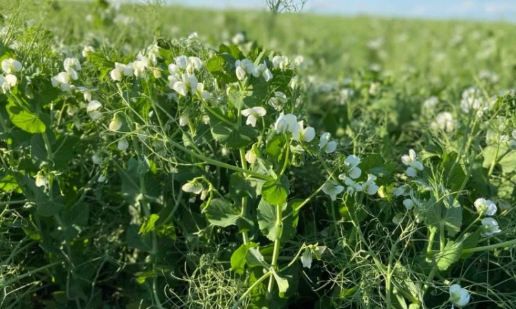 Горох зимуючий Баллтрап 1р - фото № 1
