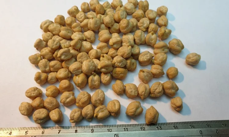 Продам горох нут Узбекистан - фото № 1