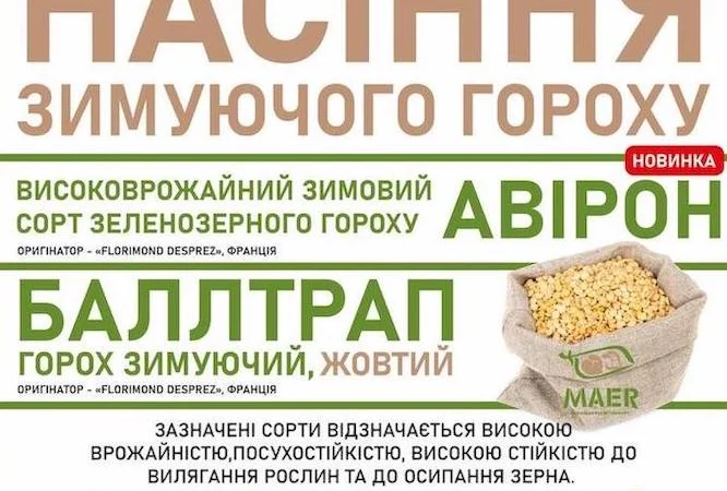 Продаємо насіння зимуючого гороху Авірон, Баллтрап - фото № 1