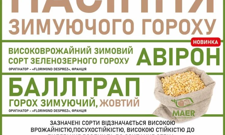 Насіння зимуючого гороху сорт Авірон, сорт Баллтрап - фото № 1