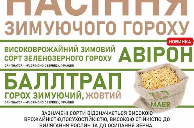 Насіння озимого гороху Авірон, Баллтрап - фото № 1
