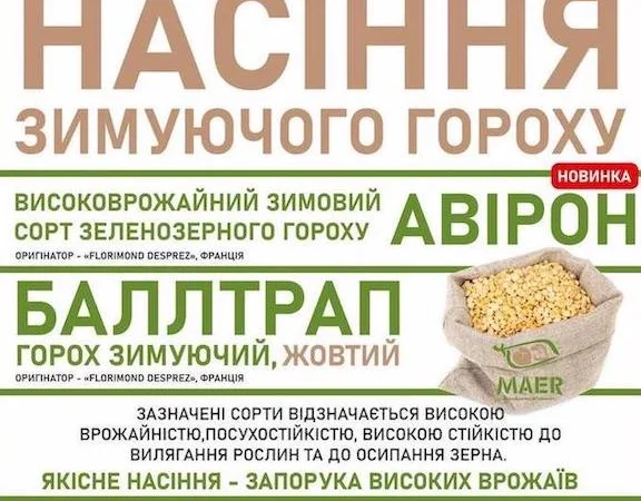 Посівний матеріал зимуючого гороху Баллтрап, Авірон - фото № 1