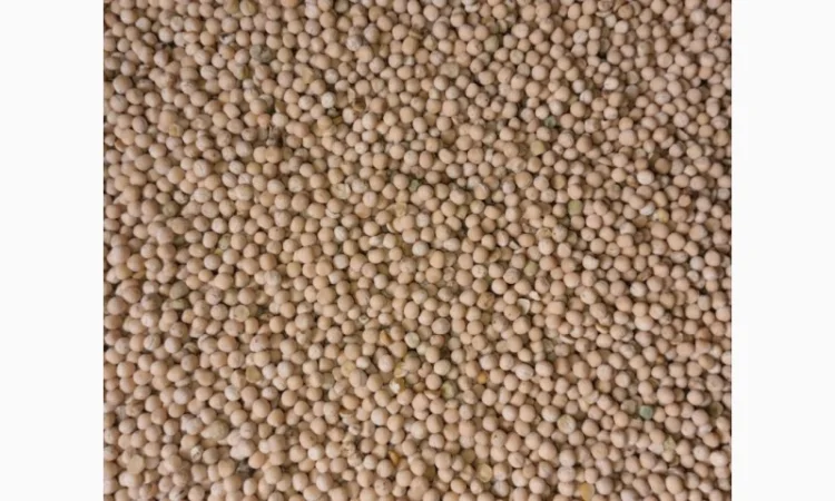 Продам Горох. Менський район - фото № 1