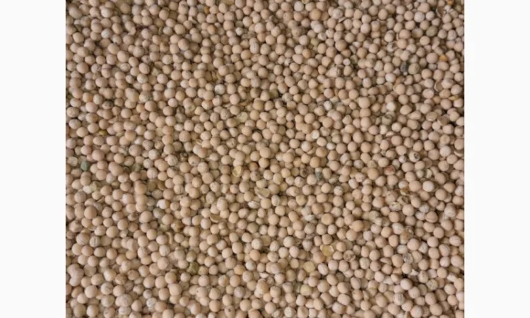 Продам Горох. Менський район - фото № 2