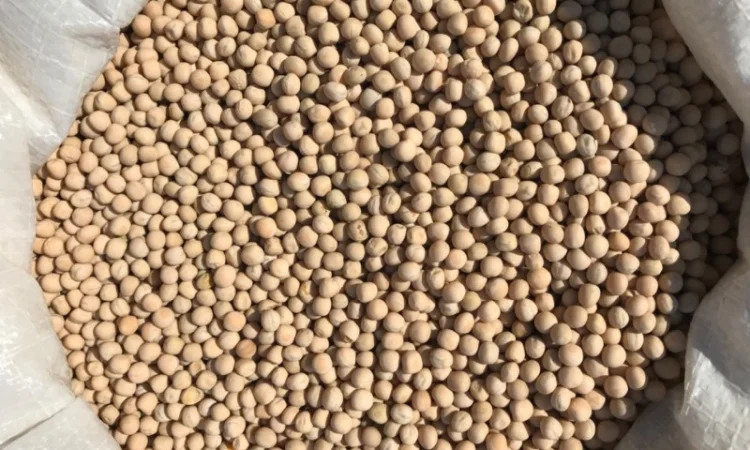 Горох посевной Элита - фото № 1