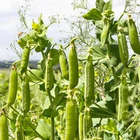 Горох желтый - фото № 1