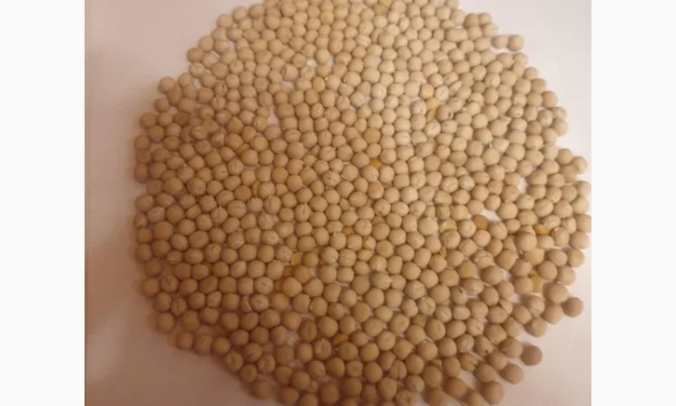 Покупаем на постоянной основе Горох Желтый - фото № 1