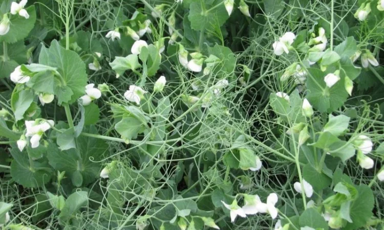 Семена озимого гороха НС Мороз 1 репродукция - фото № 1