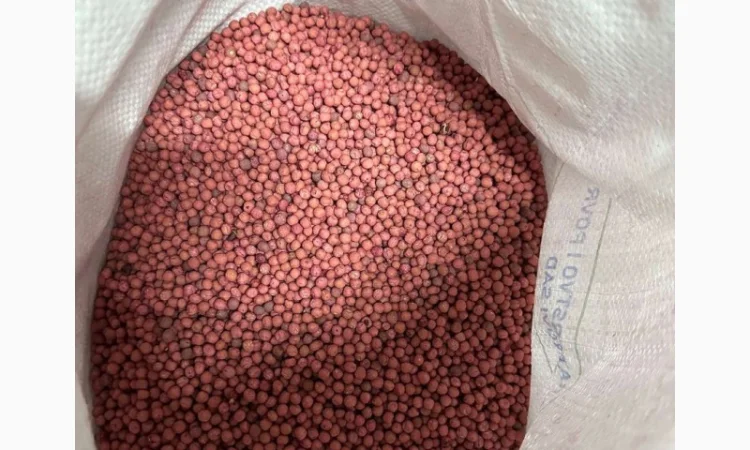 Семена озимого гороха НС Мороз 1 репродукция - фото № 3