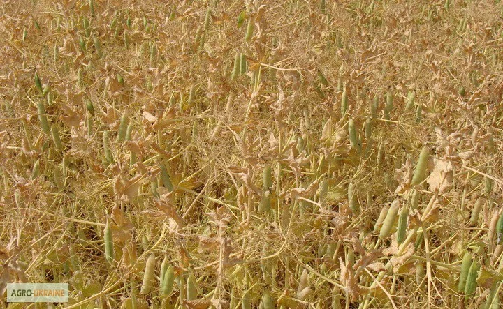 Продаем семена немецкого посевного желтого гороха Мадонна - фото № 1