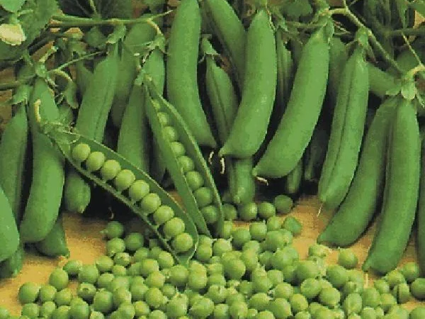 Семена гороха Царевич, элита / 1 репродукция, пригодный к сбору прямым комбайнированием - фото № 1