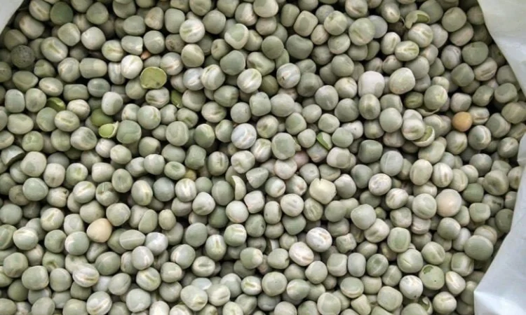 Продаємо горох(жовтий) - фото № 1