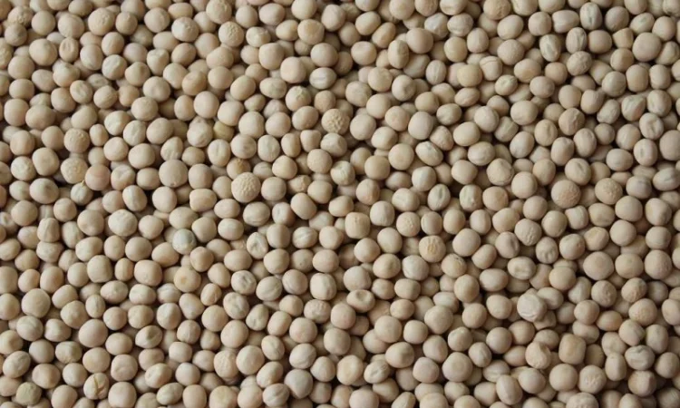 Продаємо горох(жовтий) - фото № 2