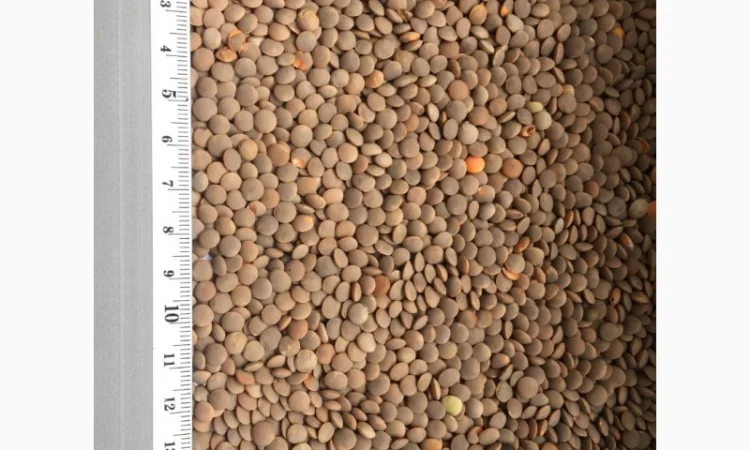 Купим Чечевица красная, зеленая - фото № 1