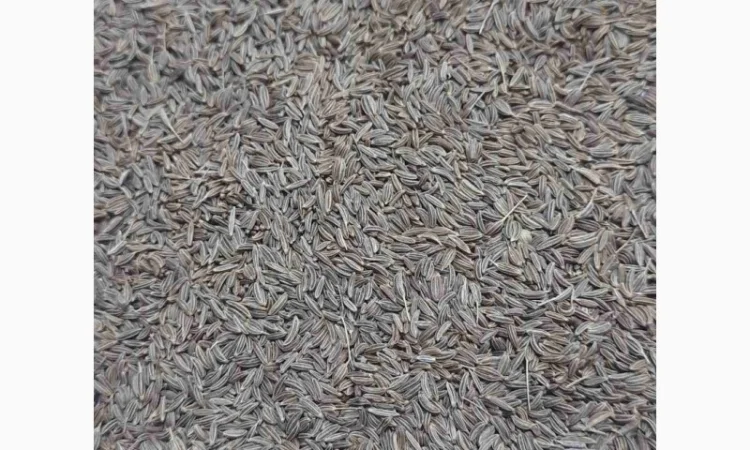 Чечевица, Сочевиця, Насіння сочевиця, Семена Чечевица - фото № 5