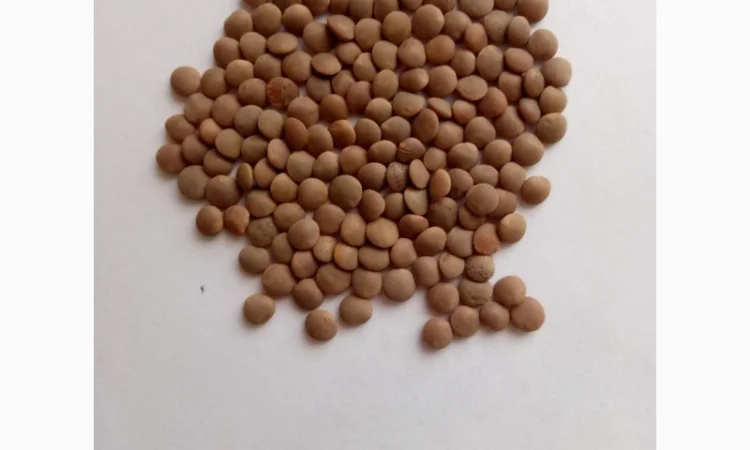 Семена красной чечевицы сорта Максим – 1 репродукция - фото № 1