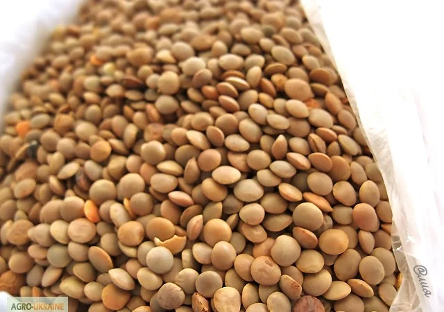 Куплю чечевицу различного сорта - фото № 1