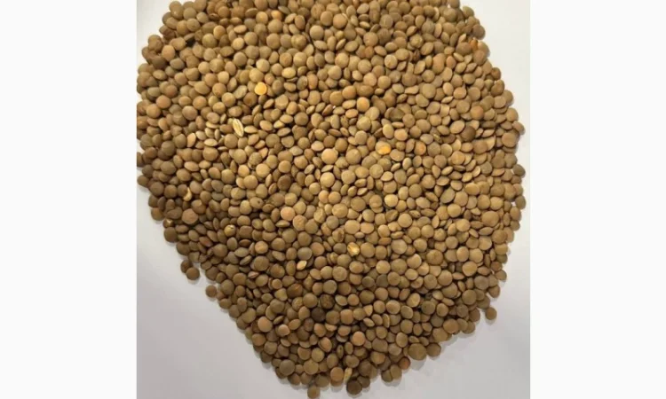 Продам насіння сочевиці червоний сорт Максим насіння нуту Заховіт та СН 2Р - фото № 1