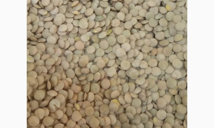 Продается насіння зеленої сочевиці - фото № 1